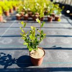 Arónia čerešňolistá (Aronia melanocarpa) ´VIKING´ - výška 60-70 cm, kont. C2L