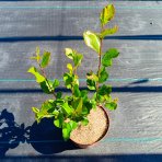 Arónia čerešňolistá (Aronia melanocarpa) ´VIKING´ - výška 60-70 cm, kont. C2L