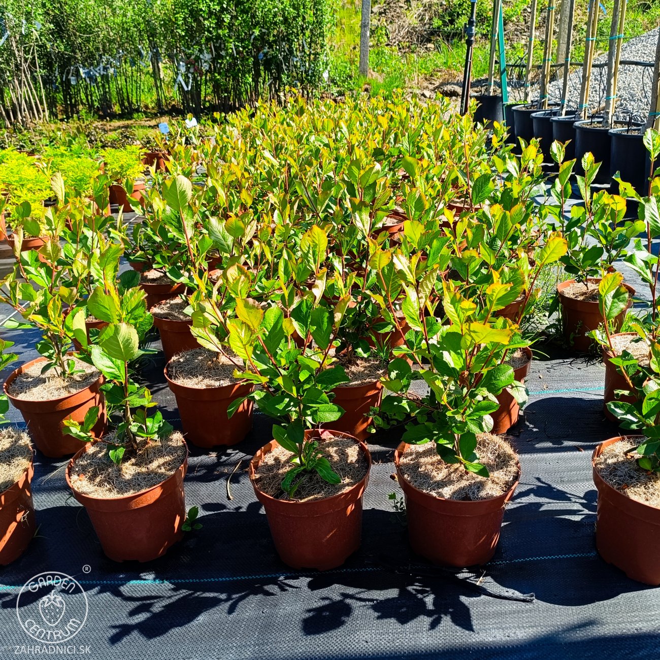 Obrázok Arónia čerešňolistá (Aronia melanocarpa) ´VIKING´ - výška 60-70 cm, kont. C2L