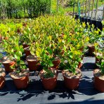 Arónia čerešňolistá (Aronia melanocarpa) ´VIKING´ - výška 60-70 cm, kont. C2L