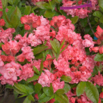 Azalka veľkokvetá (Azalea Mollis) ´ANNA´ - výška 30-50 cm, kont. C3L