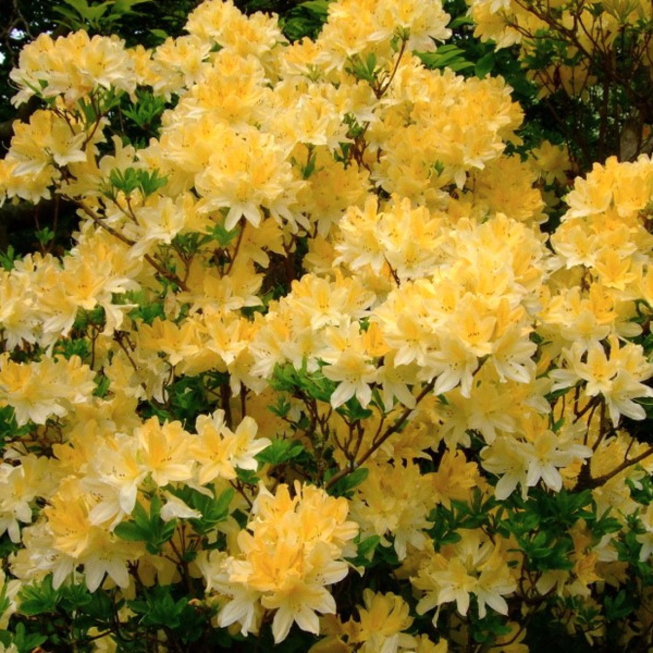 Obrázok Azalka veľkokvetá (Azalea Mollis) ´ANNEKE´ - výška 40-60 cm, kont. C3L