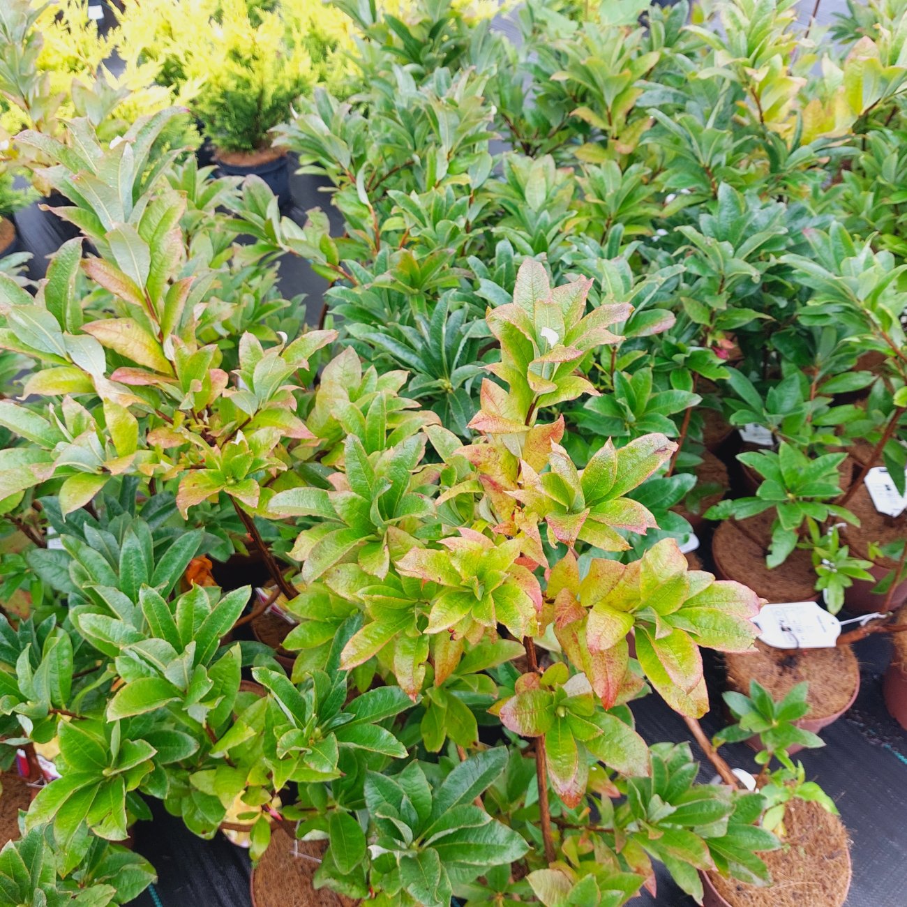 Obrázok Azalka veľkokvetá (Azalea Mollis) ´ANNEKE´ - výška 40-60 cm, kont. C3L