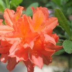 Azalka veľkokvetá (Azalea Mollis) ´GENA MAE´ - výška 50-80 cm, kont. C3L