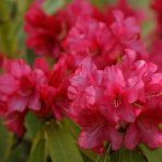 Azalka veľkokvetá (Azalea Mollis) ´HOMEBUSH´ - výška 40-60 cm, kont. C3L