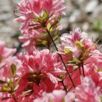 Azalka veľkokvetá (Azalea Mollis) ´SOIR DE PARIS´ - výška 60-80 cm, kont. C3L