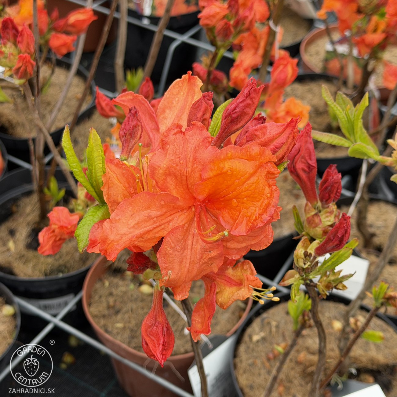 Obrázok Azalka veľkokvetá (Azalea Mollis) ´GOLDFLAMME´ - výška 40-60 cm, kont. C3L