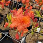 Azalka veľkokvetá (Azalea Mollis) ´GOLDFLAMME´ - výška 40-60 cm, kont. C3L