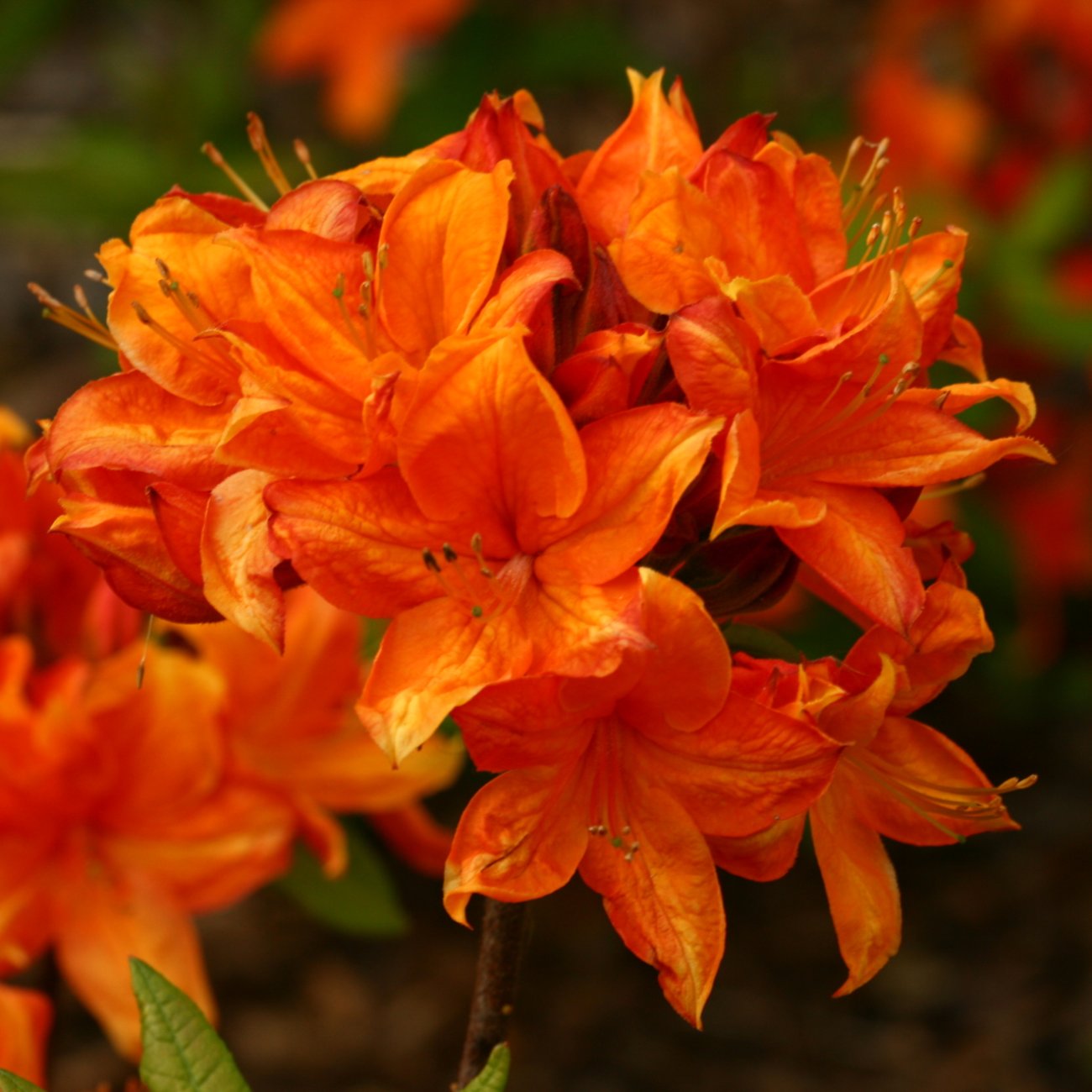Obrázok Azalka veľkokvetá (Azalea Mollis) ´GOLDFLAMME´ - výška 40-60 cm, kont. C3L