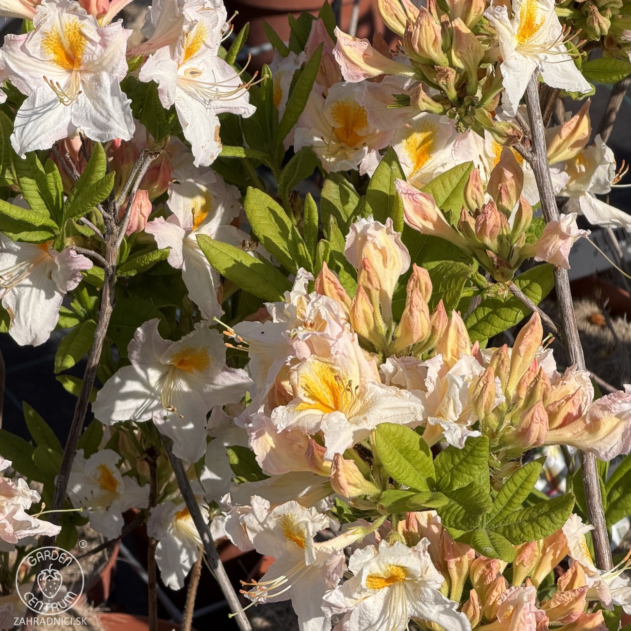 Obrázok Azalka veľkokvetá (Azalea mollis) ´MÖWE´ - výška 40-60 cm, kont. C3L