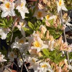 Azalka veľkokvetá (Azalea mollis) ´MÖWE´ - výška 40-60 cm, kont. C3L