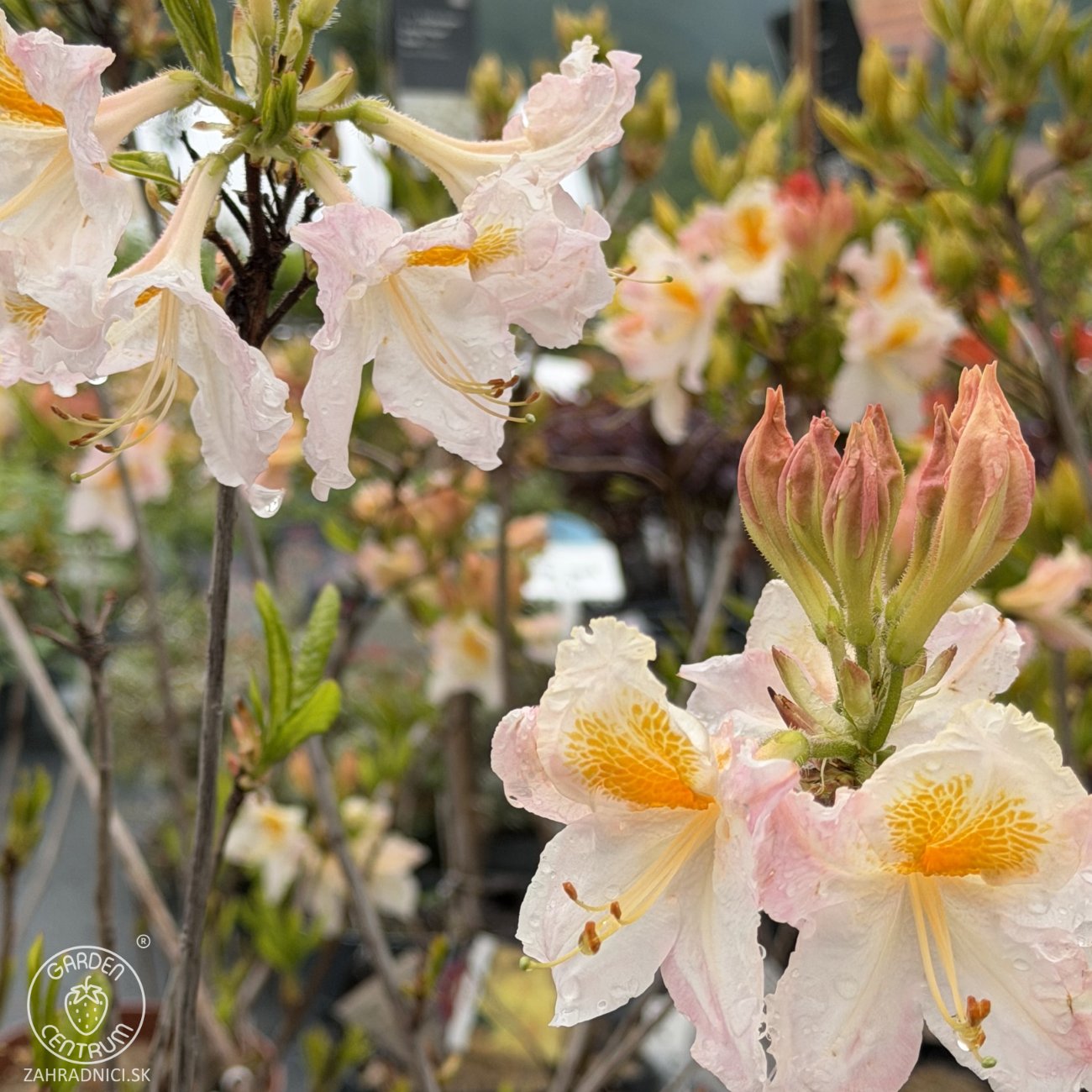 Obrázok Azalka veľkokvetá (Azalea mollis) ´MÖWE´ - výška 40-60 cm, kont. C3L