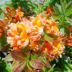 Azalka veľkokvetá (Azalea Mollis) ´PINOCCHIO´ - výška 40-60 cm, kont. C3L