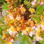 Azalka veľkokvetá (Azalea Mollis) ´PINOCCHIO´ - výška 40-60 cm, kont. C3L