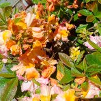 Azalka veľkokvetá (Azalea Mollis) ´PINOCCHIO´ - výška 40-60 cm, kont. C3L
