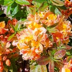 Azalka veľkokvetá (Azalea Mollis) ´PINOCCHIO´ - výška 40-60 cm, kont. C3L