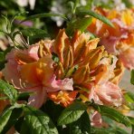 Azalka veľkokvetá (Azalea Mollis) ´PINOCCHIO´ - výška 40-60 cm, kont. C3L