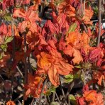 Azalka veľkokvetá (Azalea Mollis) ´TUNIS´ - výška 30-40 cm, kont. C3L