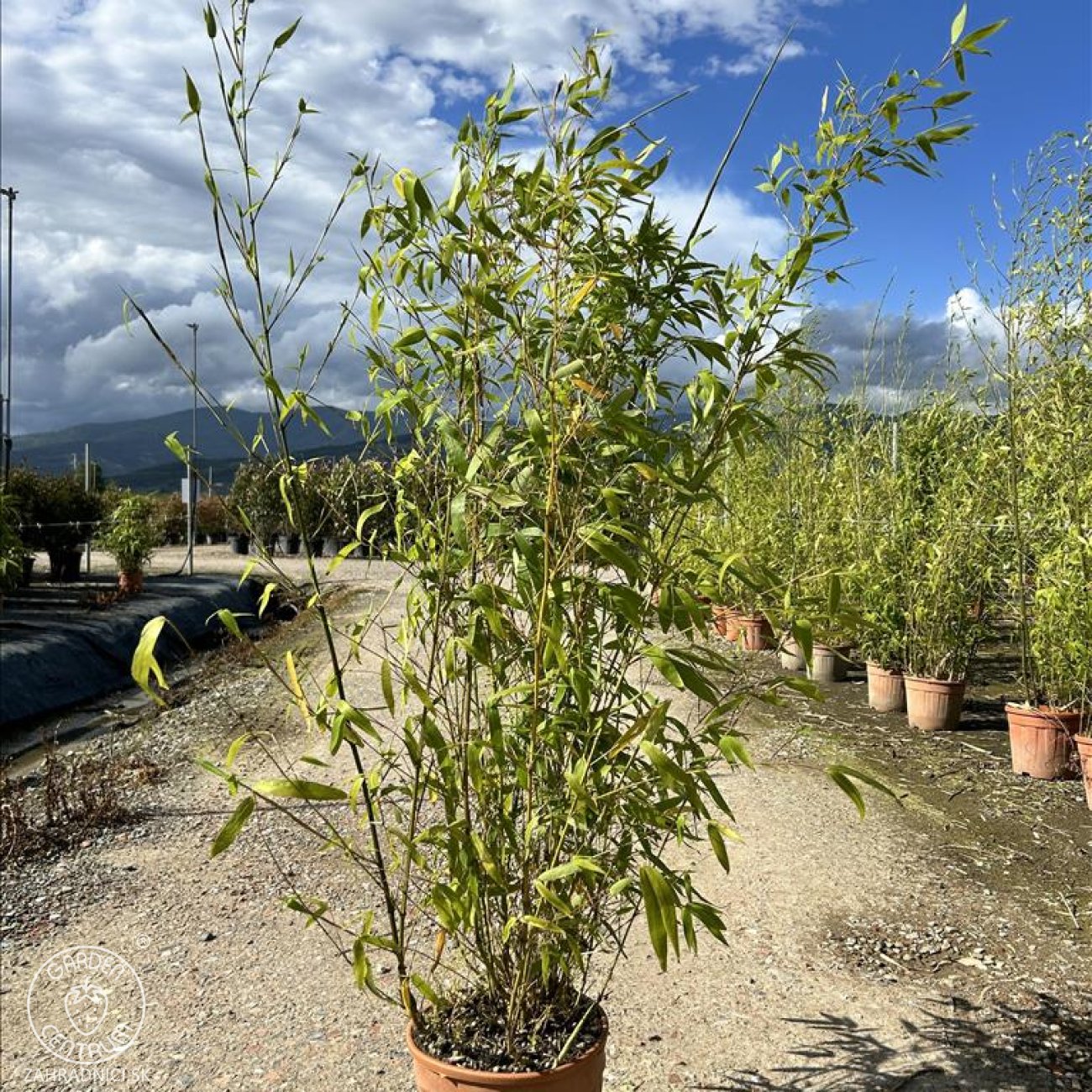 Obrázok Zlatý bambus (Phyllostachys) ´AUREA´ - výška 150-175 cm, kont. C10L (–18 °C)