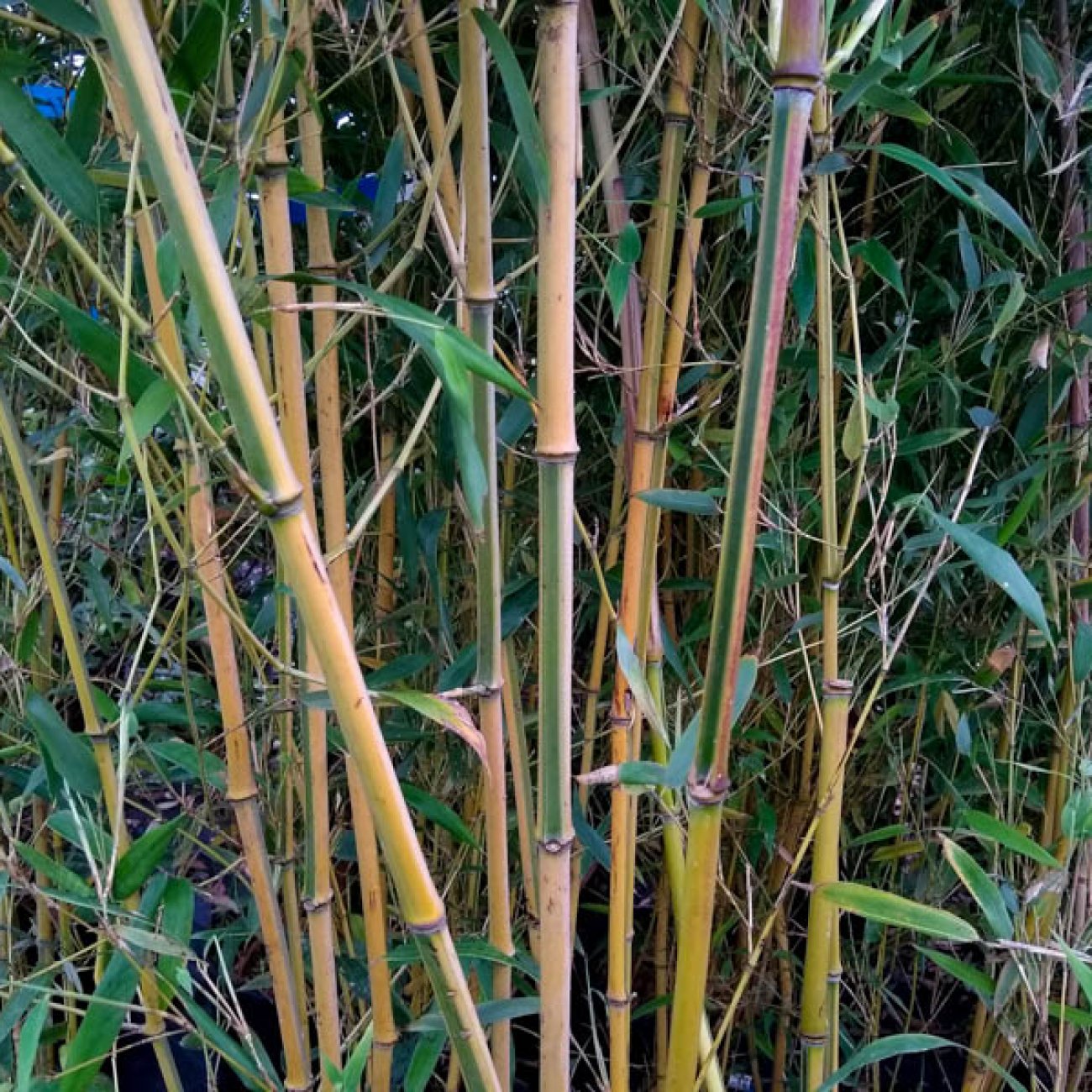 Obrázok Bambus (Phyllostachys aureosulcata) ´AUREOCAULIS´ - výška 150-175 cm, kont. C10L (-20°C)
