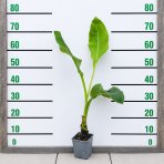 Banánovník lotosový (Musella lasiocarpa) - výška 70-80 cm, kont. P11 (-10°C)