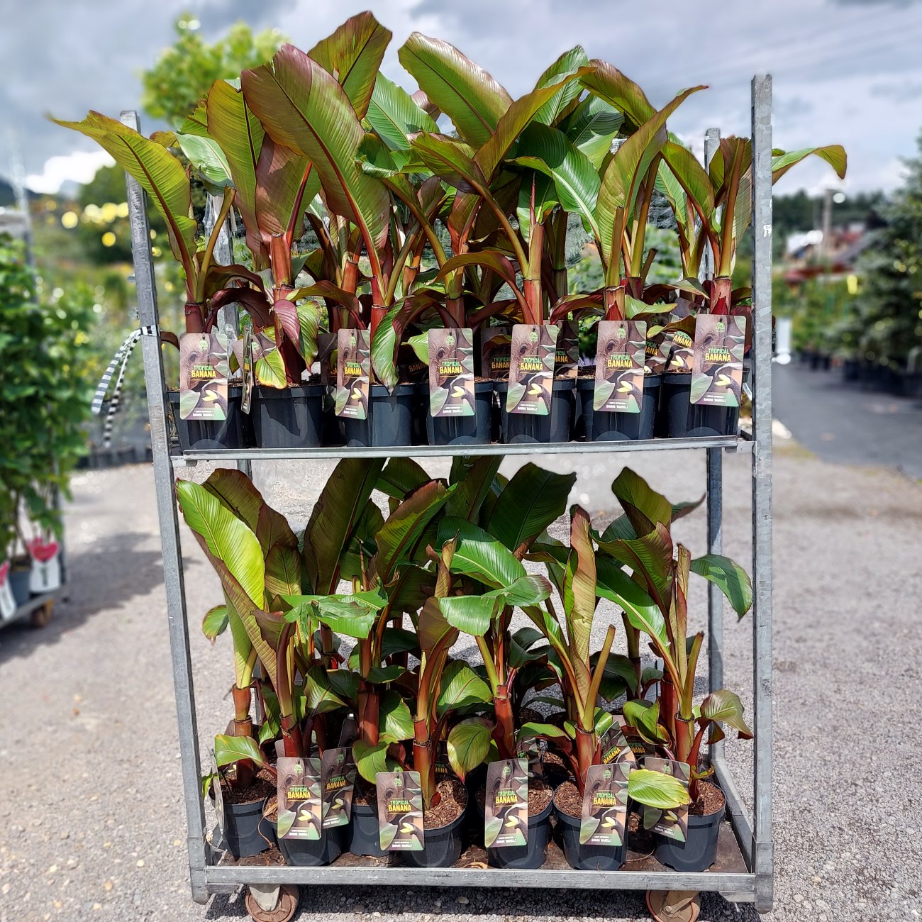 Obrázok Banánovník (Ensete ventricosum) ‘MAURELII’ - výška 30-50 cm, kont. C2L