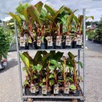 Banánovník (Ensete ventricosum) ‘MAURELII’ - výška 30-50 cm, kont. C2L