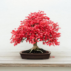 Dráč thunbergov  (Berberis thunbergii) - výška 20-30cm, BONSAJ MISA