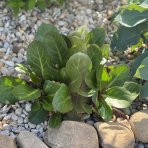 Bergénia srdcovitolistá (Bergenia cordifolia) ´ROTBLUM´ - kont. P9