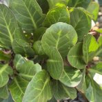 Bergénia srdcovitolistá (Bergenia cordifolia) ´ROTBLUM´ - kont. P9