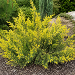 Borievka čínska (Juniperus chinensis) ´PLUMOSA AUREOVARIEGATA´ - výška 30-50 cm, kont. C5L