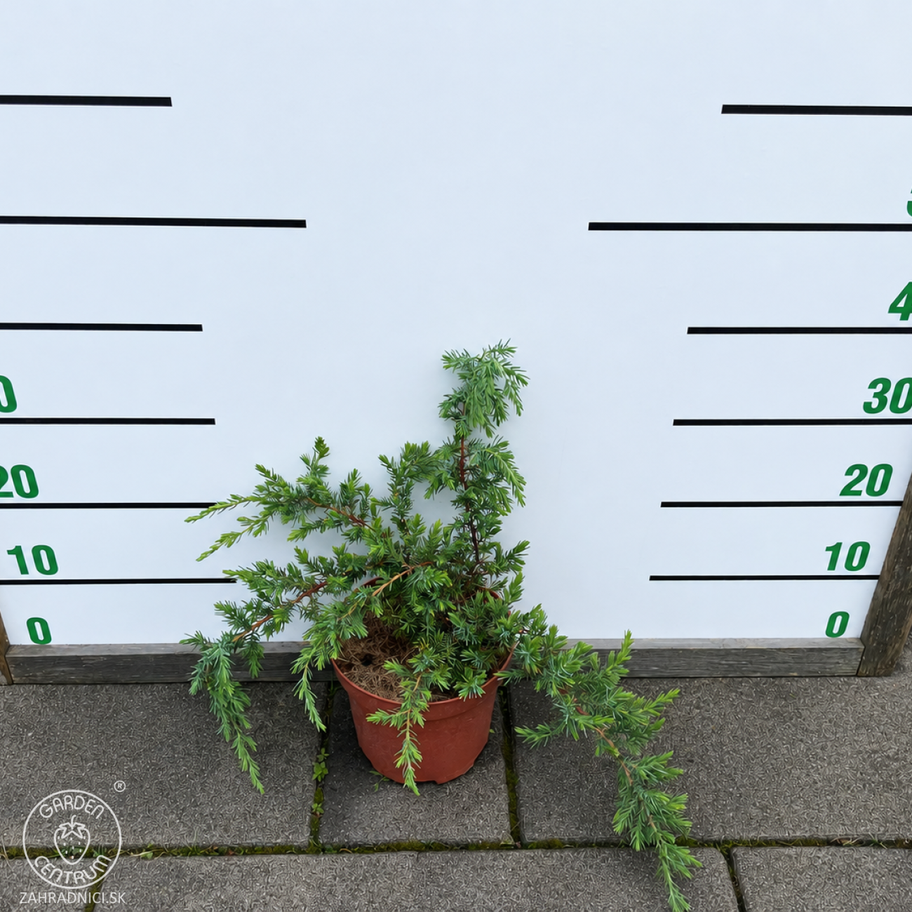 Obrázok Borievka pobrežná (Juniperus conferta) ´SCHLAGER´ - výška 30-40 cm, ⌀ 30-50 cm, kont. C3L
