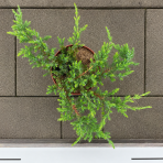 Borievka pobrežná (Juniperus conferta) ´SCHLAGER´ - výška 30-40 cm, ⌀ 30-50 cm, kont. C3L
