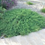 Borievka pobrežná (Juniperus conferta) ´BLUE PACIFIC´ – výška 20-30 cm, kont. C3L