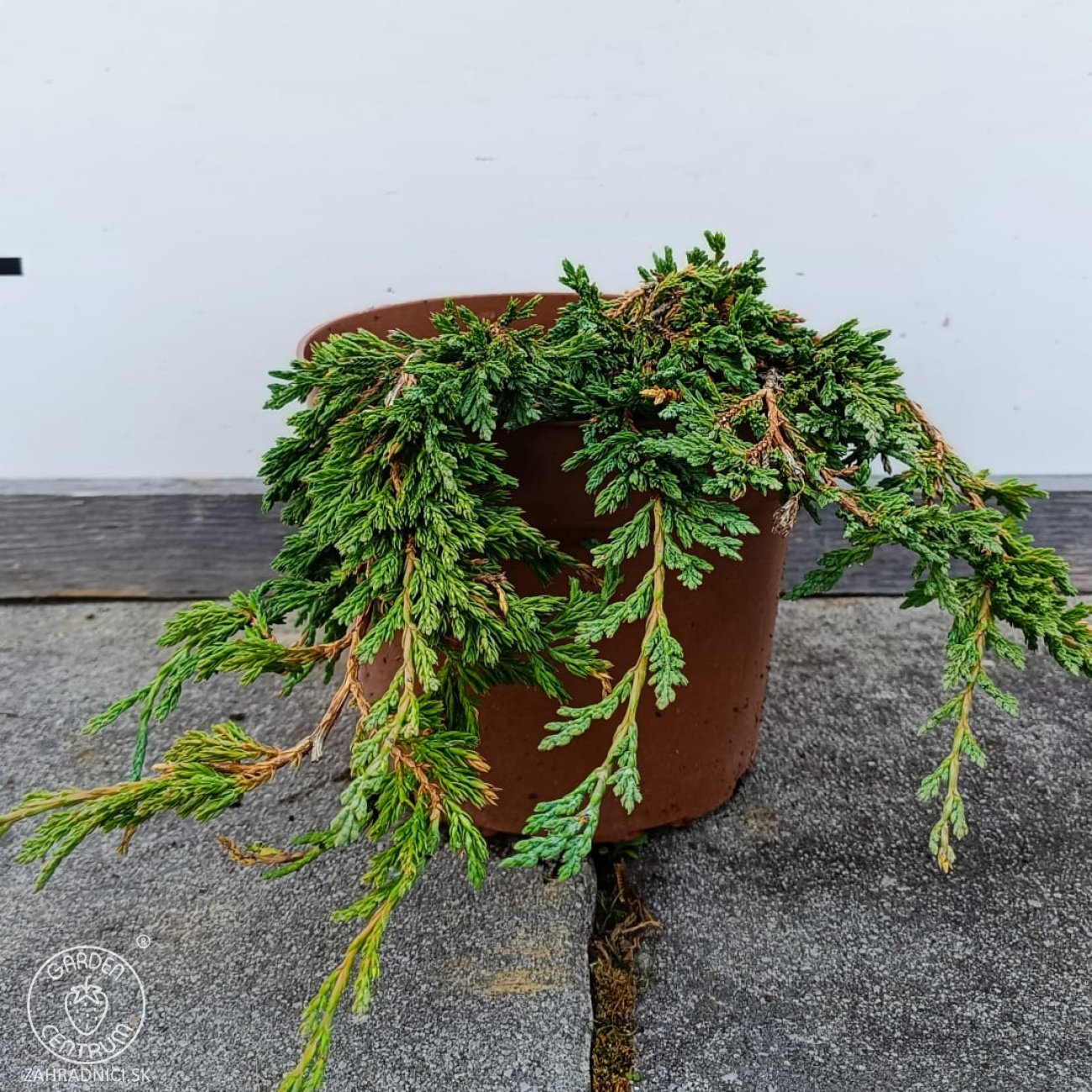 Obrázok Borievka rozprestretá (Juniperus horizontalis) ´PANCAKE´ - ø 20-30 cm, kont.C2L