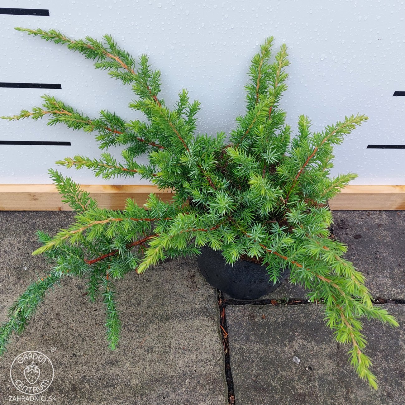 Obrázok Borievka pobrežná (Juniperus conferta) ´SCHLAGER´ - výška 30-40 cm, ⌀ 30-50 cm, kont. C3L