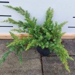 Borievka pobrežná (Juniperus conferta) ´SCHLAGER´ - výška 30-40 cm, ⌀ 30-50 cm, kont. C3L