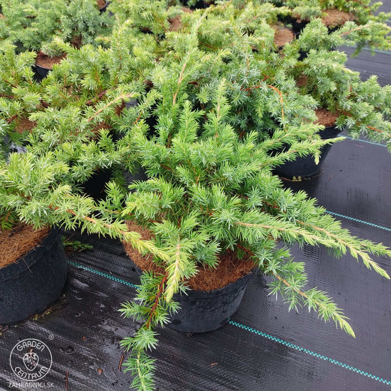 Obrázok Borievka pobrežná (Juniperus conferta) ´SCHLAGER´ - výška 30-40 cm, ⌀ 30-50 cm, kont. C3L