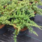 Borievka pobrežná (Juniperus conferta) ´SCHLAGER´ - výška 30-40 cm, ⌀ 30-50 cm, kont. C3L