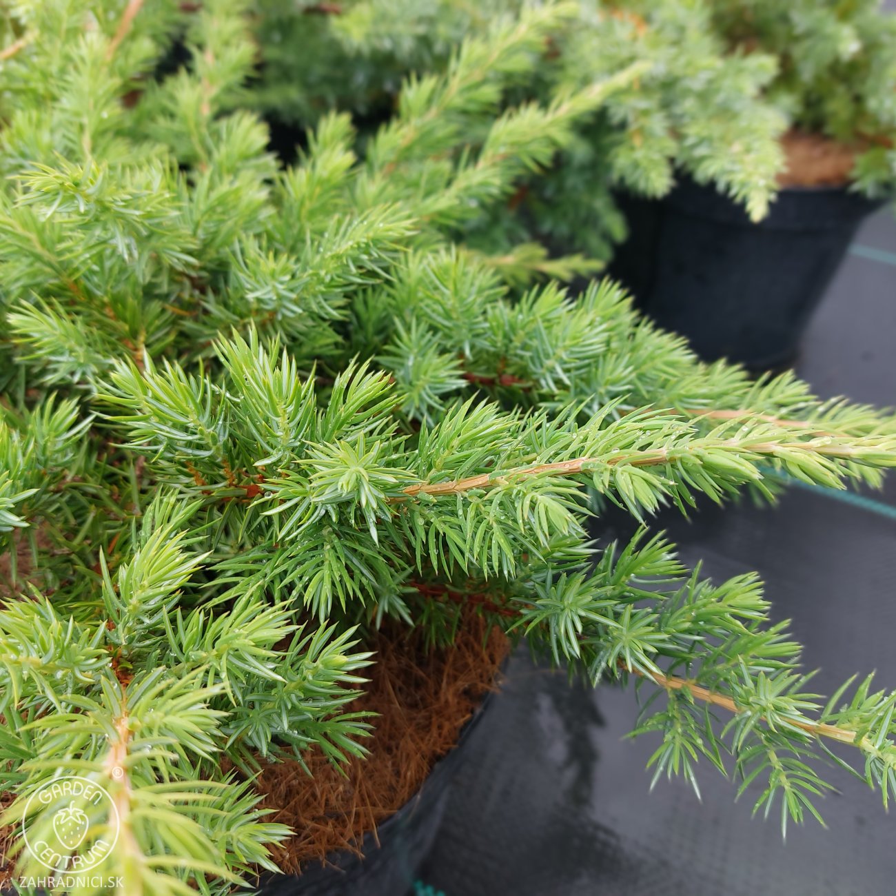 Obrázok Borievka pobrežná (Juniperus conferta) ´SCHLAGER´ - výška 30-40 cm, ⌀ 30-50 cm, kont. C3L