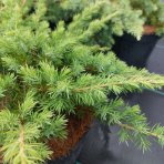 Borievka pobrežná (Juniperus conferta) ´SCHLAGER´ - výška 30-40 cm, ⌀ 30-50 cm, kont. C3L