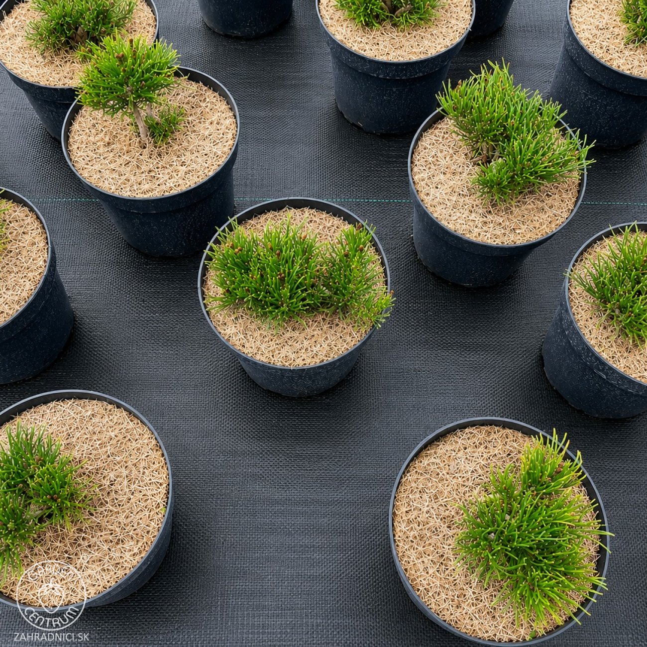 Obrázok Borovica horská (Pinus mugo) ‘MUGO’ – výška 5-10 cm, ⌀ 10-15 cm, kont. C2L