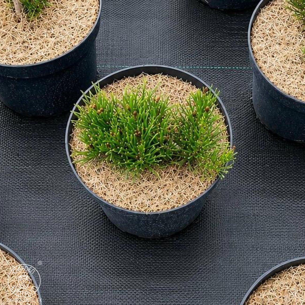 Obrázok Borovica horská (Pinus mugo) ‘MUGO’ – výška 5-10 cm, ⌀ 10-15 cm, kont. C2L