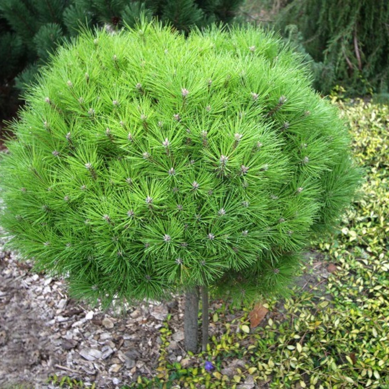 Obrázok Borovica horská (Pinus mugo) 'BENJAMIN' - výška 90-100 cm, kont. C5L - NA KMIENKU