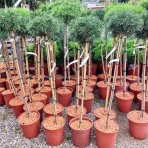 Borovica horská (Pinus mugo) 'BENJAMIN' - výška 90-100 cm, kont. C5L - NA KMIENKU