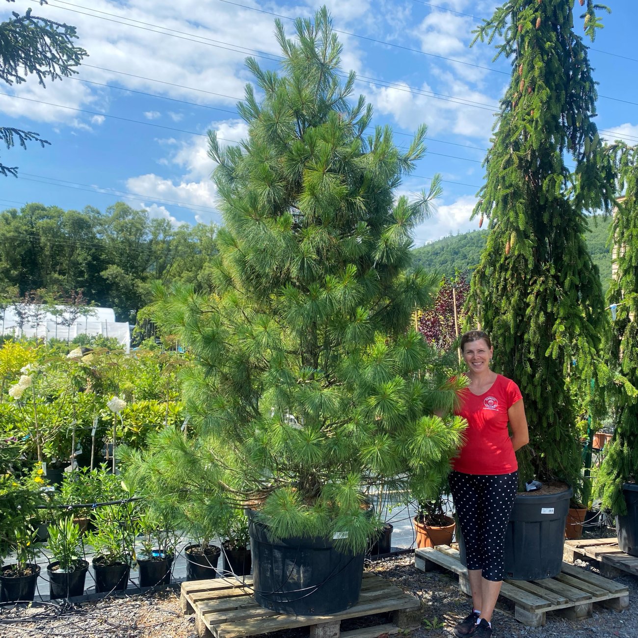 Obrázok Borovica himalájska (Pinus strobus) ´WALLICHIANA´ - výška 330-350 cm, kont. C230L (nepichľavá)