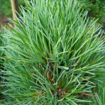 Borovica limbová (Pinus cembra) - výška 20-30 cm, kont. C2L