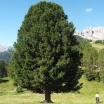 Borovica limbová (Pinus cembra) - výška 20-30 cm, kont. C2L