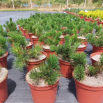 Borovica horská (Pinus mugo) ´PUMILIO´ – výška 10-20 cm, ⌀ 10-15 cm, kont. C2L