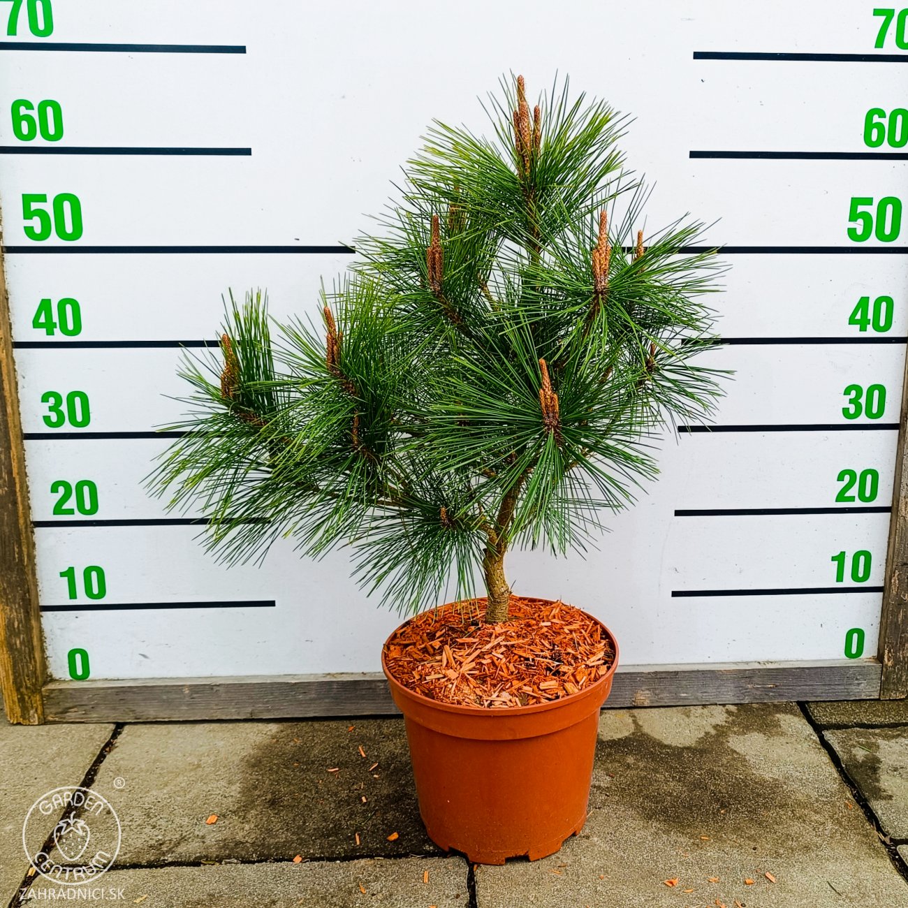 Obrázok Borovica hustokvetá (Pinus densiflora) ´UMBRACULIFERA´ - výška 40-60 cm, kont. C5L